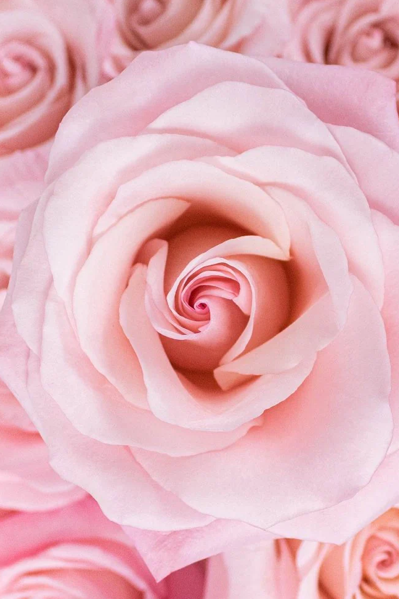 LOGEVY - PEONIA IN FIORE - SPRAY